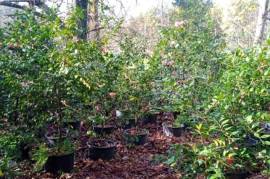 Excellent Farm Estate For Sale In Santa Comba Dao Viseu Portugal