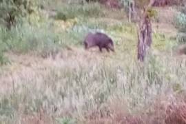 Excellent Farm Estate For Sale In Santa Comba Dao Viseu Portugal