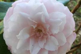 Excellent Farm Estate For Sale In Santa Comba Dao Viseu Portugal