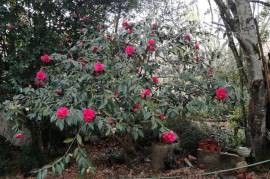 Excellent Farm Estate For Sale In Santa Comba Dao Viseu Portugal