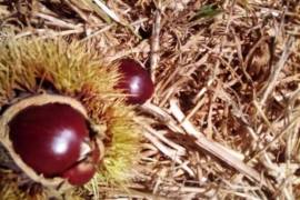 Excellent Farm Estate For Sale In Santa Comba Dao Viseu Portugal