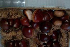 Excellent Farm Estate For Sale In Santa Comba Dao Viseu Portugal