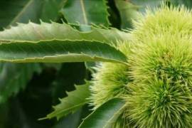 Excellent Farm Estate For Sale In Santa Comba Dao Viseu Portugal