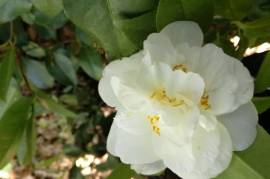 Excellent Farm Estate For Sale In Santa Comba Dao Viseu Portugal