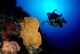 2 Plots of land for sale on Little Cayman, Cayman Islands