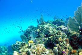 2 Plots of land for sale on Little Cayman, Cayman Islands