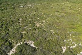 Anegada Loblolly Lots