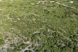 Anegada Loblolly Lots