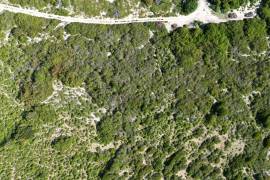 Anegada Loblolly Lots