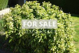 Detached House with Landscaped Mature Garden
