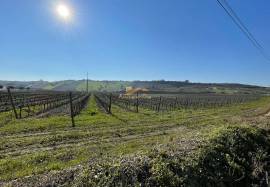 Homestate with 36 ha in Vila Franca de Xira.