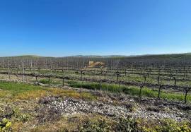 Homestate with 36 ha in Vila Franca de Xira.