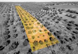 Land Alandroal Land Alandroal