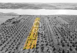 Land Alandroal Land Alandroal
