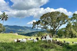 Luxurious Mountain Estate With Sustainable Farming Potential