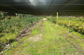 Agricultural land 12 hectares with recognized international trade in tropical plants and flowers + 2 Mobile homes - Odeceixe