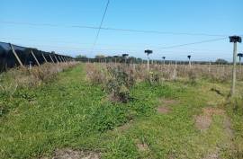 Agricultural land 12 hectares with recognized international trade in tropical plants and flowers + 2 Mobile homes - Odeceixe