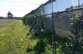 Agricultural land 12 hectares with recognized international trade in tropical plants and flowers + 2 Mobile homes - Odeceixe