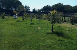 Agricultural land 12 hectares with recognized international trade in tropical plants and flowers + 2 Mobile homes - Odeceixe