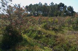 Agricultural land 12 hectares with recognized international trade in tropical plants and flowers + 2 Mobile homes - Odeceixe