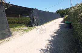 Agricultural land 12 hectares with recognized international trade in tropical plants and flowers + 2 Mobile homes - Odeceixe