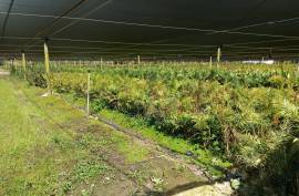 Agricultural land 12 hectares with recognized international trade in tropical plants and flowers + 2 Mobile homes - Odeceixe