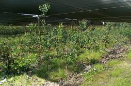 Agricultural land 12 hectares with recognized international trade in tropical plants and flowers + 2 Mobile homes - Odeceixe