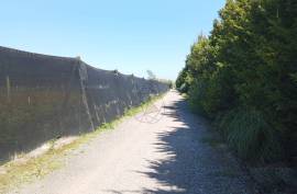 Agricultural land 12 hectares with recognized international trade in tropical plants and flowers + 2 Mobile homes - Odeceixe