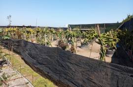 Agricultural land 12 hectares with recognized international trade in tropical plants and flowers + 2 Mobile homes - Odeceixe