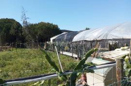 Agricultural land 12 hectares with recognized international trade in tropical plants and flowers + 2 Mobile homes - Odeceixe