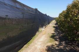 Agricultural land 12 hectares with recognized international trade in tropical plants and flowers + 2 Mobile homes - Odeceixe