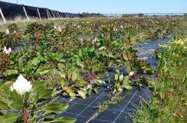 Agricultural land 12 hectares with recognized international trade in tropical plants and flowers + 2 Mobile homes - Odeceixe