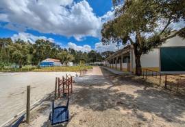 Boxes, riding arena and horse facilities