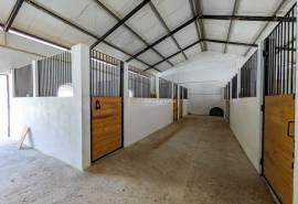 Boxes, riding arena and horse facilities