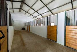 Boxes, riding arena and horse facilities
