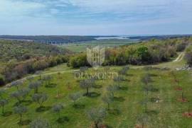 Istria, Novigrad, surroundings - olive grove on the edge of the construction zone!