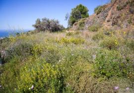 Rustic finca of 29.800 m² in Sayalonga, with stunning views and a house to reform. Ideal for rural project, agriculture or charming house in the middle of nature.