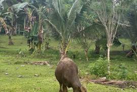 Excellent Estate of land plots & Farm for sale in the