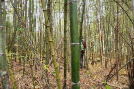 Excellent Plot of land for sale in Boseong-gun South