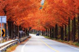 Excellent Plot of land for sale in Boseong-gun South