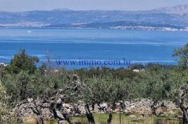 A BIG OLIVE GROVE ON BRAC