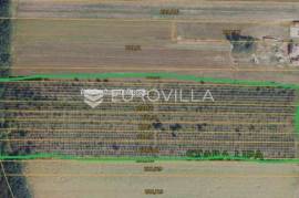 Požega, Stara Lipa, spacious agricultural land 44,058 m²