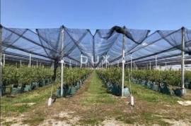 MOSLAVINA, KRIŽ – Hochprofitable Heidelbeerplantage mit automatischer Bewässerung