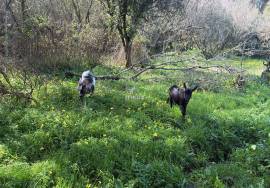 Quinta Sintra - 10 minutes from the Town Center - 5 minutes IC19-A16