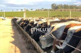 Farm Patrocínio Alto Paranaíba