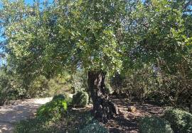 Charming Mediterranean 4 bedroom Villa with Exceptional Gardens near Santa Barbara de Nexe
