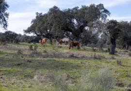 Farm Évora Farm Évora