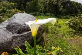 Excellent Plot of Cloud Forrest land for sale in Cerro Punta Panama