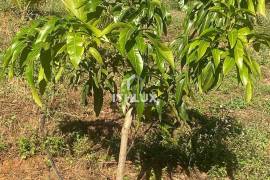Sustainable Farm in Capitólio: 32ha with 4 Springs and Solar Energy