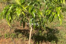 Sustainable Farm in Capitólio: 32ha with 4 Springs and Solar Energy